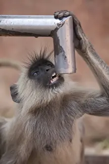 Southern Plains Grey Langur (Semnopithecus dussumieri) adult, drinking water from pump, Ranthambore N. P
