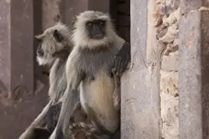 Southern Plains Grey Langur (Semnopithecus dussumieri) two adults, sitting on wall of historic fortress, Ranthambore N. P. Rajasthan, India