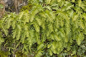 Fern Prints: Southern Polypody (Polypodium australe) fronds