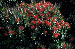 Southern Prints: Southern rata (Metrosideros umbellata), is a tree endemic to New Zealand
