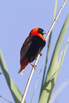 Southern Red Bishop Male at Rietvei Nature reserve near Pretoria, South Africa