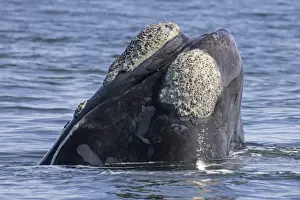 Southern Right Whale (Balaena glacialis) Head out of water, spyhopping, Hermanus, South Africa