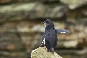 Penguin Prints: Southern Rockhopper Penguin (Eudyptes chrysocome chrysocome) chick