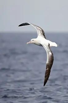 Southern Royal Albatross (Diomedea epomophora) adult, in flight over sea, off New Zealand, March