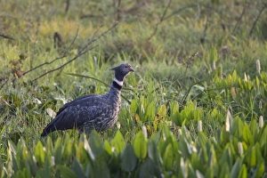 Mato Grosso Prints: Southern Screamer (Chauna torquata) adult