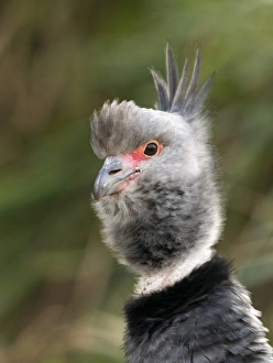 Southern Screamer (Chauna torquata) adult, close-up of head, Peru