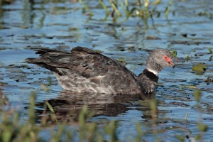 Crested Prints: Southern Screamer (Chauna torquata) adult male