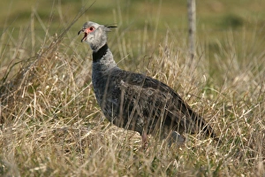 Southern Screamer (Chauna torquata) adult male, calling, standing in grass, General Lavalle, Buenos Aires Province, Argentina, august