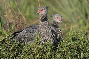 Crested Prints: Southern Screamer (Chauna torquata) adult pair