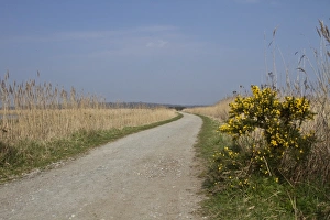 Walk Prints: Southern section of the Scrape walk at RSPB Minsmere, Suffolk with common reed and Gorse