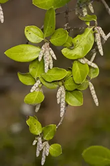 Southern Silktassel (Garrya veatchii) close-up of leaves and flowers, Southern California, U. S. A. november