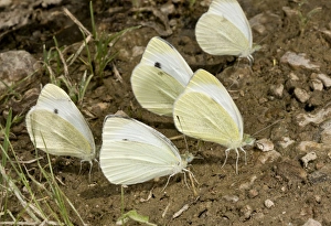 Middle East Prints: Southern Small White (Pieris mannii) five adults