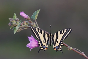 Southern Swallowtail (Papilio alexanor) adult, resting on flowering mallow, Greece, april