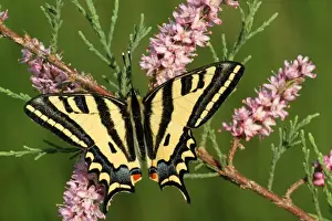 Nectar Prints: Southern Swallowtail (Papilio alexanor) adult male