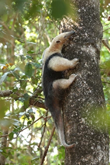 Mato Grosso Prints: Southern Tamandua (Tamandua tetradactyla) adult