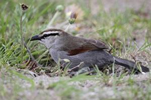 Western Cape Prints: Southern Tchagra (Tchagra tchagra) adult