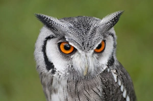 Scops Owl Prints: Southern White-faced Owl (Ptilopsis granti) adult, close-up of head (captive)