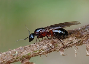 Ants Prints: Southern Wood Ant (Formica rufa) adult female