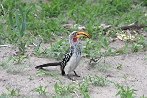 Hornbill Prints: Southern Yellow-billed Hornbill (Tockus leucomelas) adult