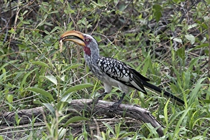 Yellow Prints: Southern Yellowbilled Hornbill with centipedes
