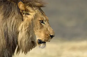 Manes Prints: Southwest African Lion (Panthera leo bleyenberghi) adult male