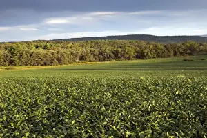 Eastern Seaboard Prints: Soya Bean (Glycine max) crop, field in evening sunlight, Pennsylvania, U. S. A. august
