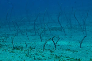 White Spotted Prints: Spaghetti Garden Eel (Gorgasia maculata) adults