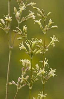 Brecklands Prints: Spanish Catchfly (Silene otites) flowering
