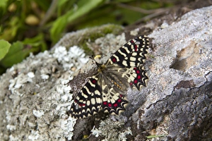 Spanish Festoon (Zerynthia rumina) adult, resting on rock, Extremadura, Spain, April