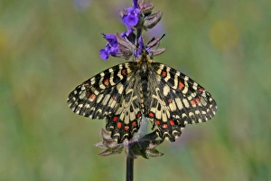 Nectar Prints: Spanish Festoon (Zerynthia rumina) adult