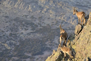 Goats Prints: Spanish Ibex (Capra pyrenaica) adult male
