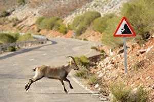Running Prints: Spanish Ibex (Capra pyrenaica) immature male
