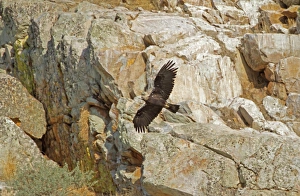 Extramadura Prints: Spanish Imperial Eagle (Aquila adalberti) adult