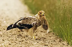 Spanish Imperial Eagle (Aquila adalberti) immature, second year plumage, feeding on hedgehog prey, Castilla y Leon