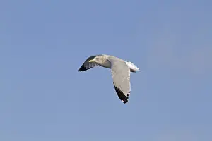 Spanish Imperial Eagle (Aquila adalberti) immature, fourth year plumage, in flight, Castilla y Leon, Spain, June