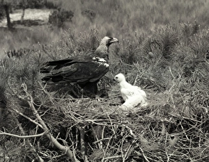 Eric Prints: Spanish Imperial Eagle, Coto Donana Spain. Taken by Eric Hosking in 1957