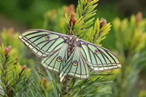 Spanish Moon Moth (Graellsia isabellae) adult female, resting on Scots Pine (Pinus sylvestris) twig (captive bred)