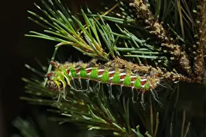 Needle Prints: Spanish Moon Moth (Graellsia isabellae) fully grown larva