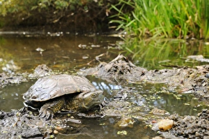 Turtles Prints: Spanish Pond Turtle (Mauremys leprosa) adult