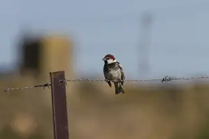 Sparrow Prints: Spanish Sparrow male on barbed wire fence - Extremadura Spain