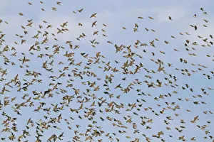 Spanish Sparrow (Passer hispaniolensis) winter flock, in flight, Extremadura, Spain, April