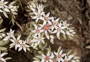 Southeastern Europe Prints: Spanish Stonecrop (Sedum hispanicum) close-up of flowers, Bulgaria, May