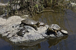 Terrapin Prints: spanish terrapin -extremadura Spain