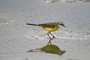 Spanish Wagtail (Motacilla flava iberiae) adult male, feeding on flies in shallow water, Extremadura, Spain, April