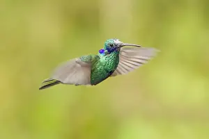Equatorial Prints: Sparkling Violet-ear (Colibri coruscans) adult male