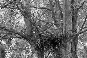 Eric Prints: Sparrowhawk at nest, Hickling Norfolk 1941