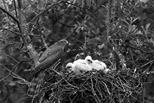 Eric Prints: Sparrowhawk at nest, Hickling Norfolk 1942