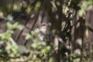 Sparrow Prints: Sparrowhawk waiting in garden hedge for unsuspecting small bird