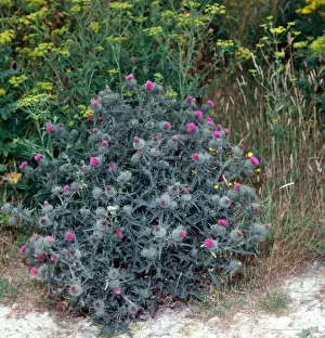 Thistle Prints: Spear Thistle (Cirsium vulgare) Close up of plant in flower