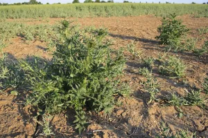 Damaging Prints: Spear Thistle (Cirsium vulgare) growing as weed at edge of damaged Oilseed Rape (Brassica napus) crop